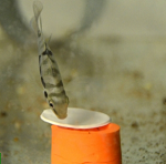 Vignette illustrant cette actualité