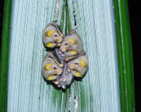 Vignette illustrant cette actualité