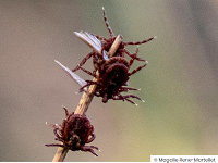 Vignette illustrant cette actualité