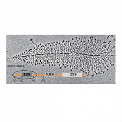 Vignette illustrant cette actualité