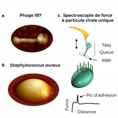 Vignette illustrant cette actualité