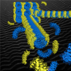 Vignette illustrant cette actualité