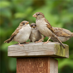 Vignette illustrant cette actualité