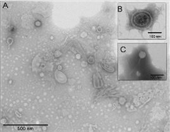 Vignette illustrant cette actualité