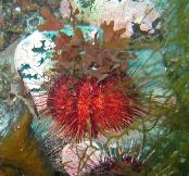 Vignette illustrant cette actualité