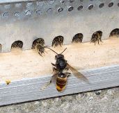 Vignette illustrant cette actualité