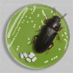 Vignette illustrant cette actualité