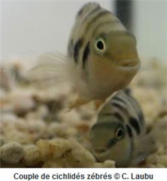 Vignette illustrant cette actualité