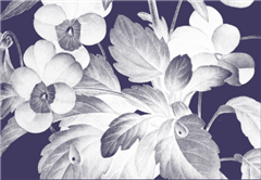 Image illustrant cette actualité