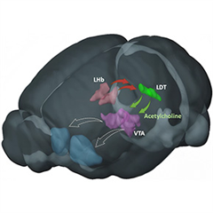 Vignette illustrant cette actualité