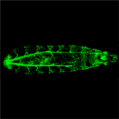 Vignette illustrant cette actualité