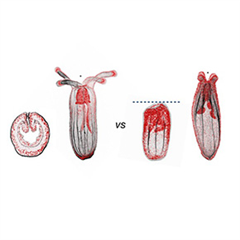 Image illustrant cette actualité