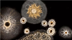 Image illustrant cette actualité