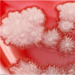 Image illustrant cette actualité