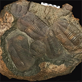 Vignette illustrant cette actualité