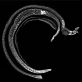 Vignette illustrant cette actualité