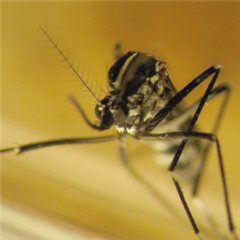 Vignette illustrant cette actualité