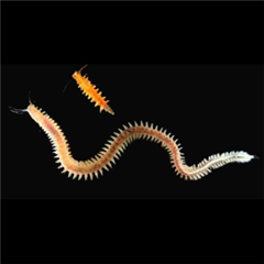 Vignette illustrant cette actualité