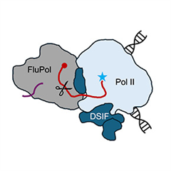Vignette illustrant cette actualité