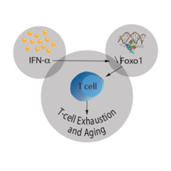 Vignette illustrant cette actualité