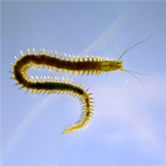 Vignette illustrant cette actualité