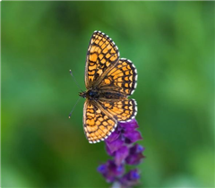 Vignette illustrant cette actualité