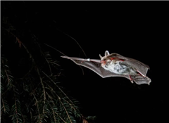 Vignette illustrant cette actualité