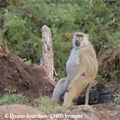 Vignette illustrant cette actualité