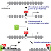 Vignette illustrant cette actualité