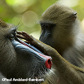 Vignette illustrant cette actualité