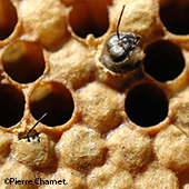 Vignette illustrant cette actualité