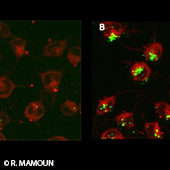 Vignette illustrant cette actualité