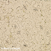 Vignette illustrant cette actualité