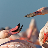 Vignette illustrant cette actualité