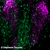 Vignette illustrant cette actualité