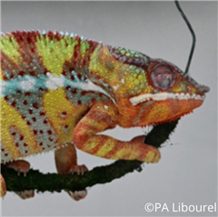 Image illustrant cette actualité