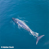 Vignette illustrant cette actualité