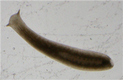 Vignette illustrant cette actualité