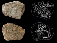Vignette illustrant cette actualité