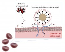 Vignette illustrant cette actualité