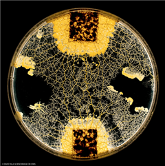 Vignette illustrant cette actualité