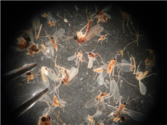 Vignette illustrant cette actualité