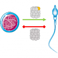 Vignette illustrant cette actualité