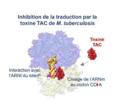 Vignette illustrant cette actualité