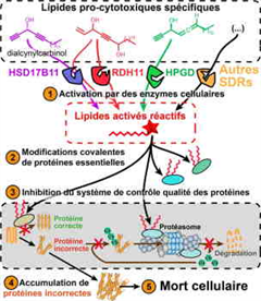 Vignette illustrant cette actualité