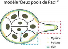 Vignette illustrant cette actualité