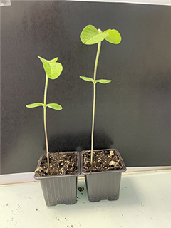 Vignette illustrant cette actualité