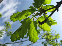 Vignette illustrant cette actualité