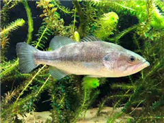 Vignette illustrant cette actualité