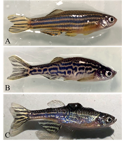 Vignette illustrant cette actualité